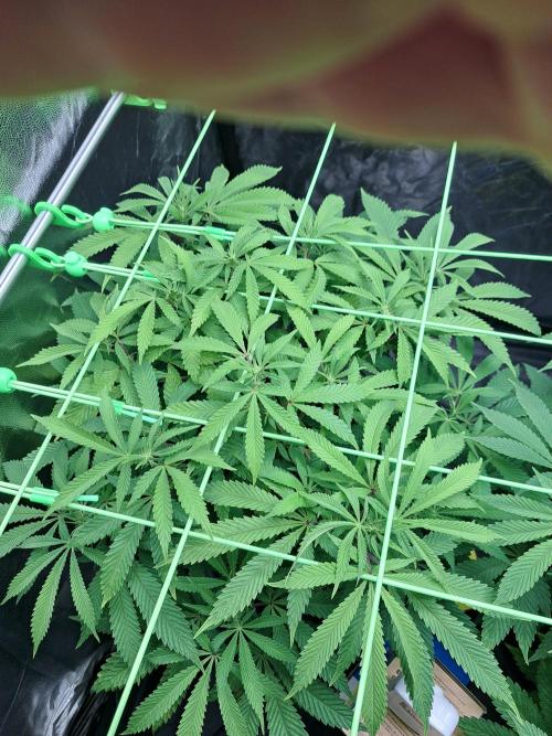 Painkiller XL 1:1. Week 11