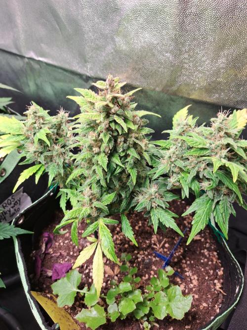 Wedding cake/nebenbei. Week 14