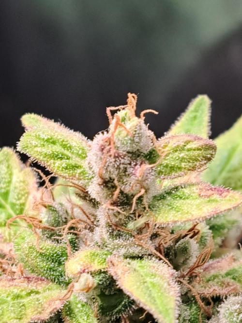 Wedding cake/nebenbei. Week 14