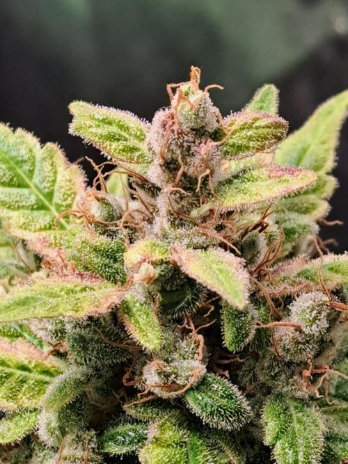 Wedding cake/nebenbei. Week 14