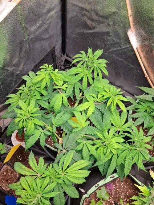 Blackberry Moonrocks. Week 7