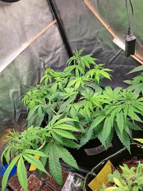 Blackberry Moonrocks. Week 7