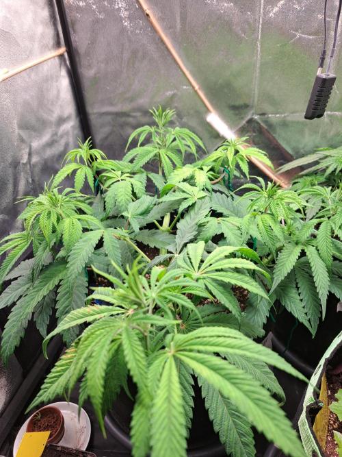 Blackberry Moonrocks. Week 7