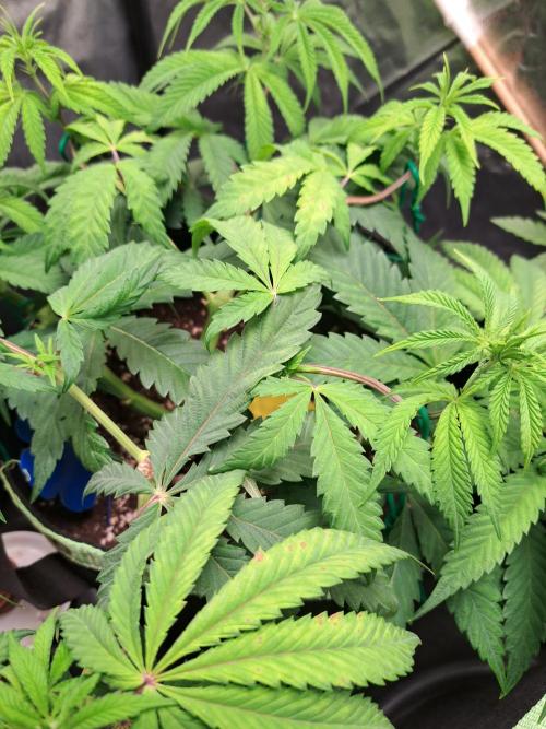 Blackberry Moonrocks. Week 7