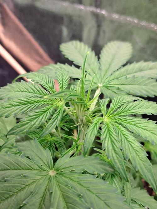 Milky way F1 auto - nebenher. Week 4