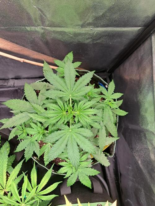 Milky way F1 auto - nebenher. Week 4