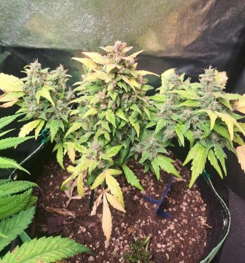 Wedding cake/nebenbei. Week 15