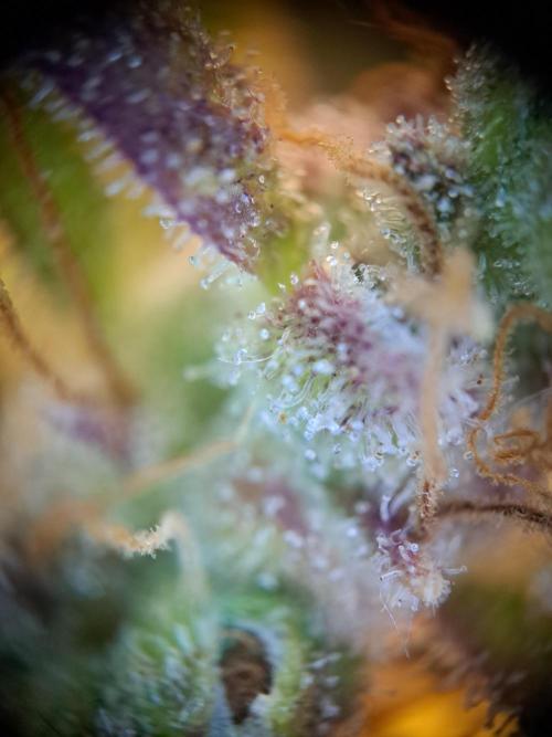 Wedding cake/nebenbei. Week 15