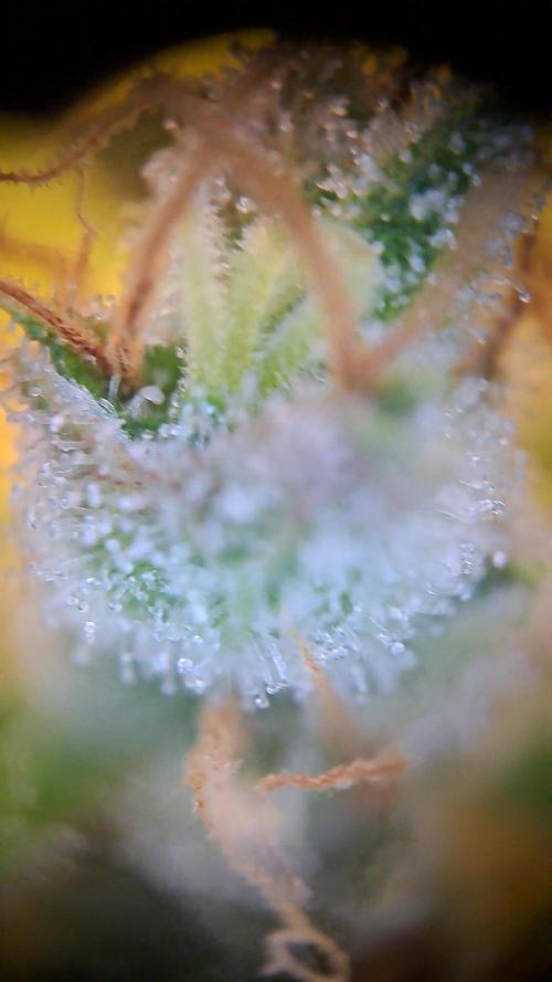 Wedding cake/nebenbei. Week 15