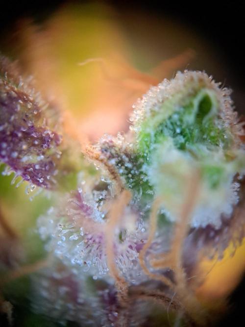 Wedding cake/nebenbei. Week 15