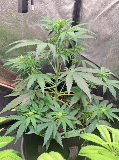 Milky way F1 auto - nebenher. Week 5