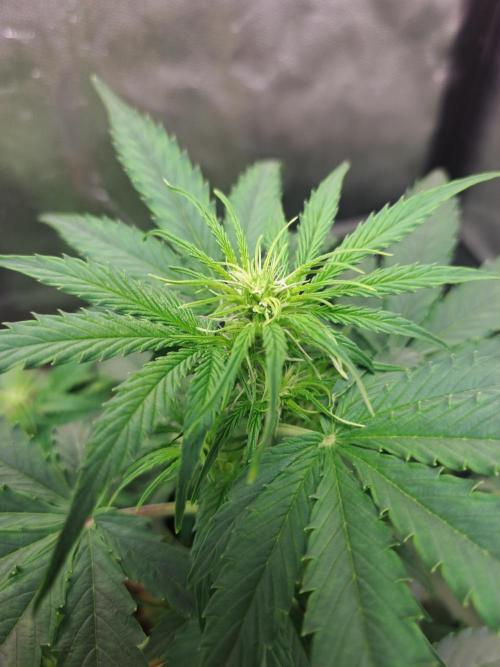 Milky way F1 auto - nebenher. Week 5