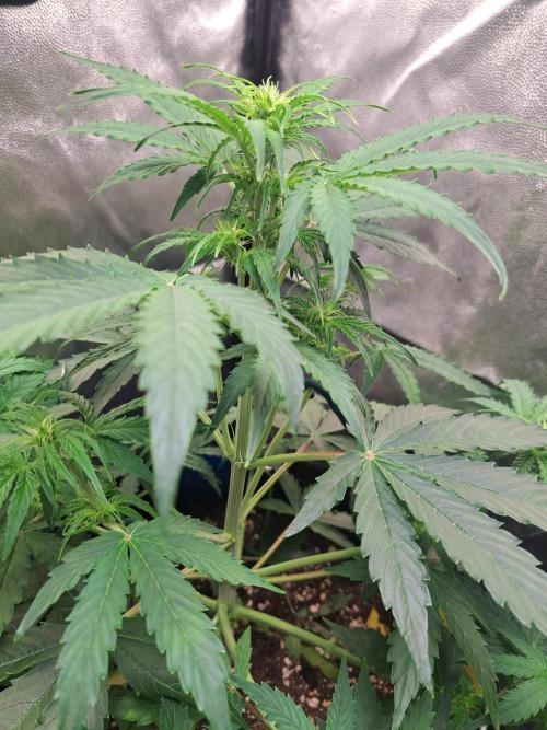 Milky way F1 auto - nebenher. Week 5