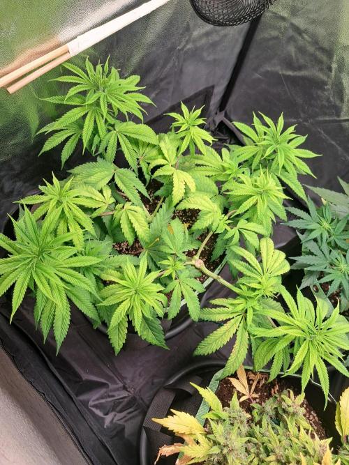 Blackberry Moonrocks. Week 8