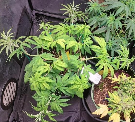 Blackberry Moonrocks. Week 8