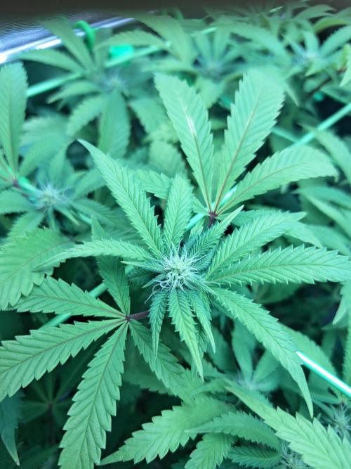 Painkiller XL 1:1. Week 12