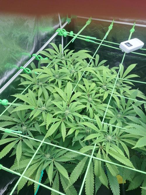 Painkiller XL 1:1. Week 12