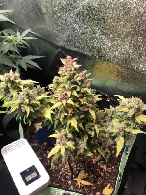 Wedding cake/nebenbei. Week 16