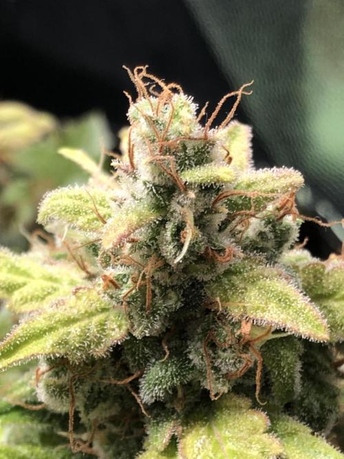 Wedding cake/nebenbei. Week 16