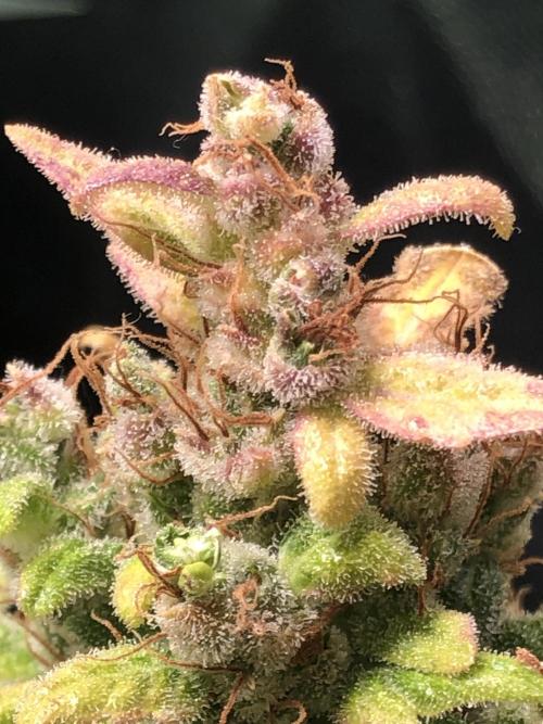 Wedding cake/nebenbei. Week 16