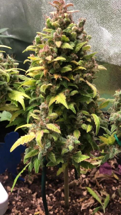 Wedding cake/nebenbei