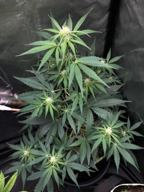 Milky way F1 auto - nebenher. Week 6