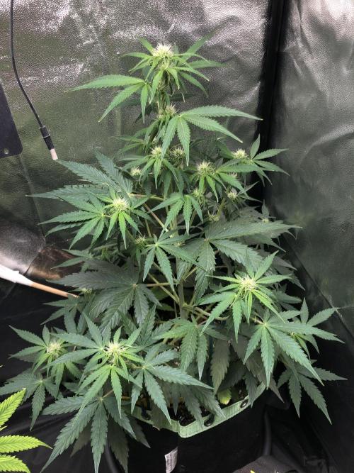 Milky way F1 auto - nebenher. Week 6