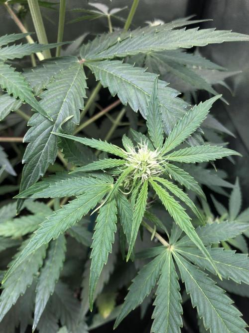 Milky way F1 auto - nebenher. Week 6