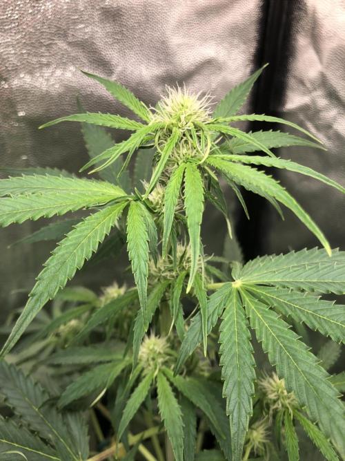 Milky way F1 auto - nebenher. Week 6