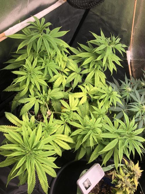 Blackberry Moonrocks. Week 9