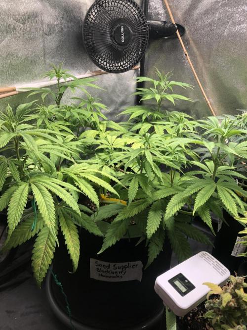 Blackberry Moonrocks. Week 9