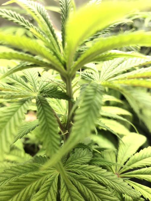 Blackberry Moonrocks. Week 9