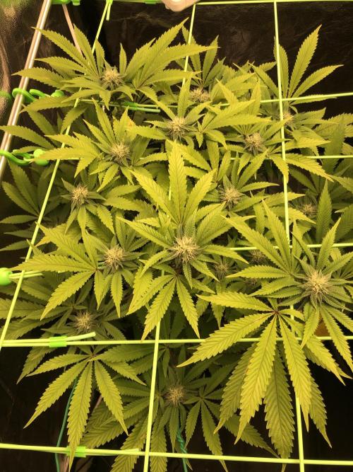 Painkiller XL 1:1. Week 13