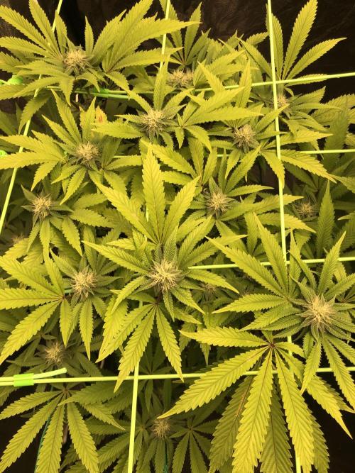 Painkiller XL 1:1. Week 13