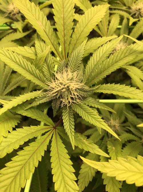 Painkiller XL 1:1. Week 13