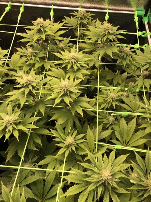 Og Kush. Week 11
