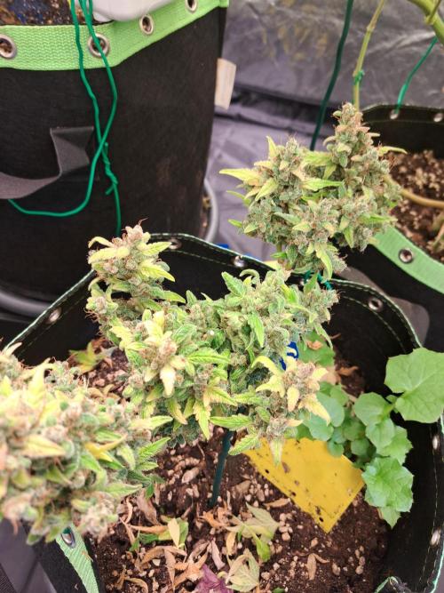 Wedding cake/nebenbei. Week 18