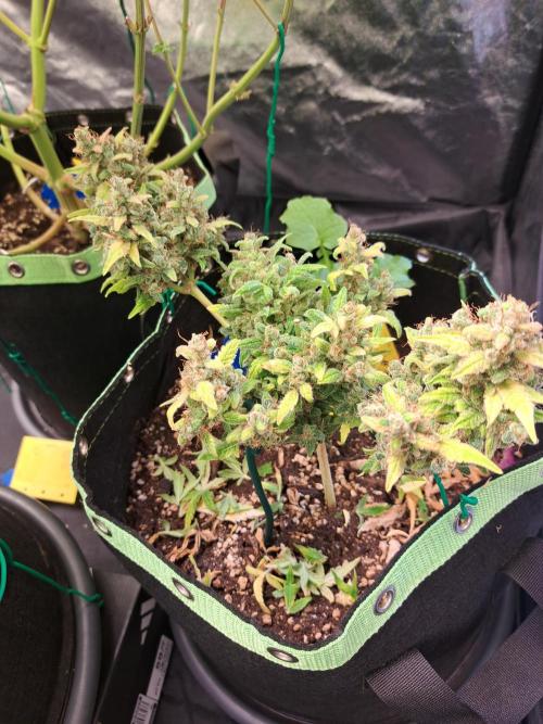 Wedding cake/nebenbei. Week 18