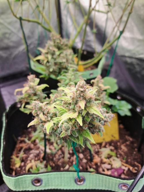 Wedding cake/nebenbei. Week 18