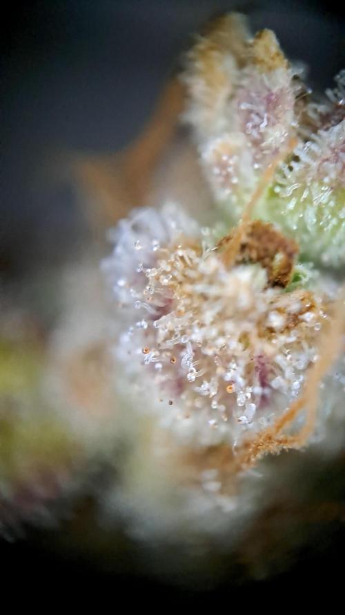 Wedding cake/nebenbei. Week 18 - Headbud