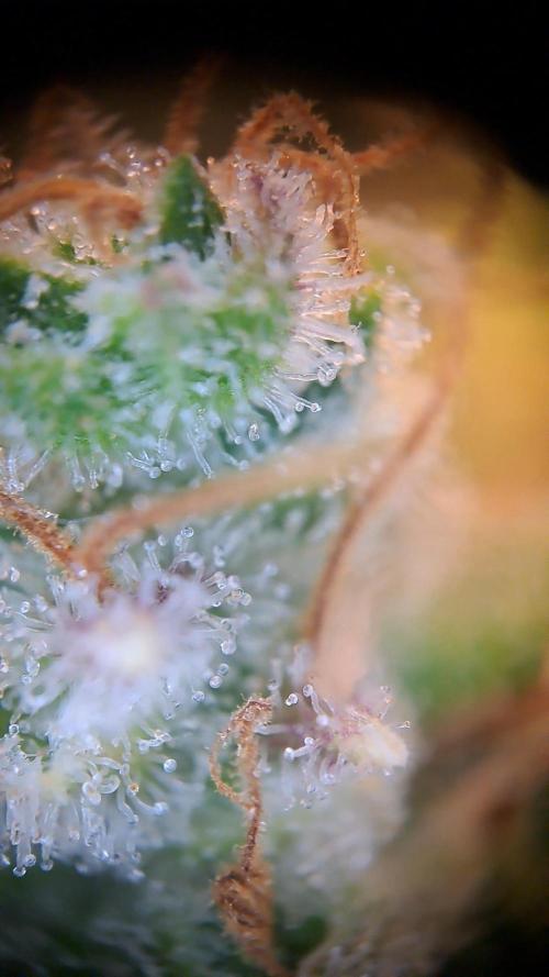 Wedding cake/nebenbei. Week 18