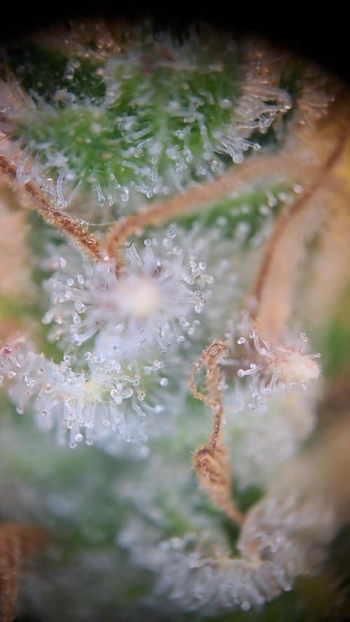 Wedding cake/nebenbei. Week 18
