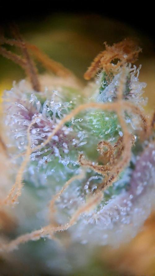 Wedding cake/nebenbei. Week 18