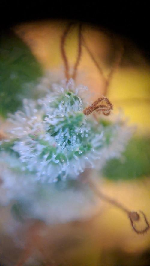 Wedding cake/nebenbei. Week 18
