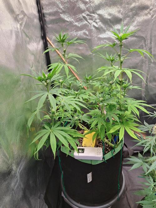 Blackberry Moonrocks. Week 11
