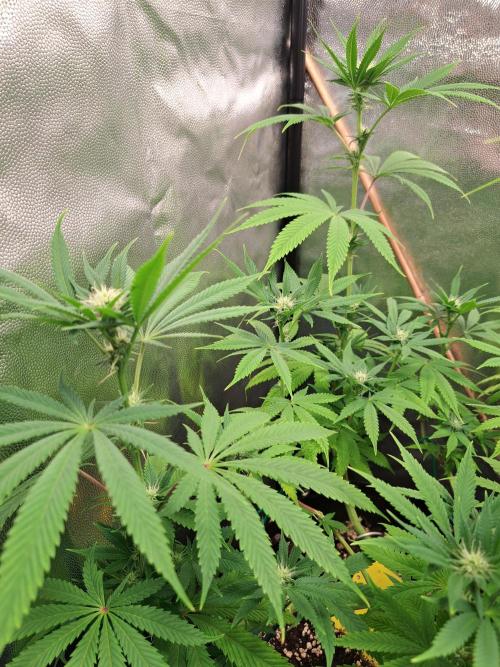 Blackberry Moonrocks. Week 11