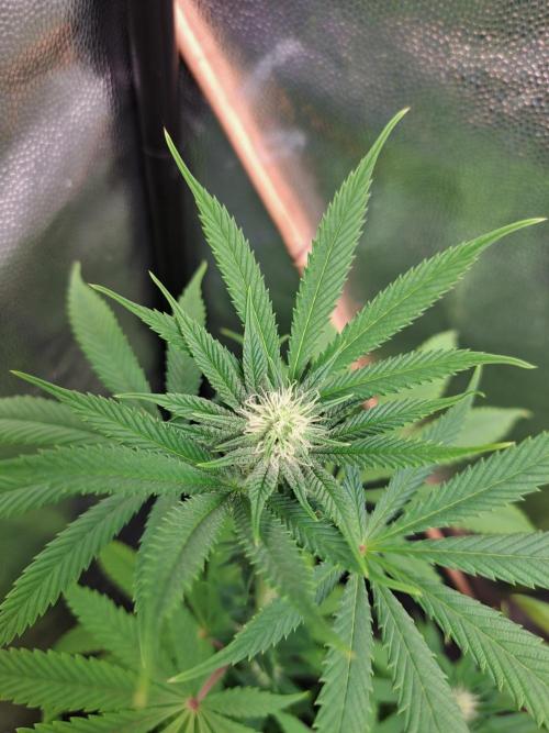 Blackberry Moonrocks. Week 11