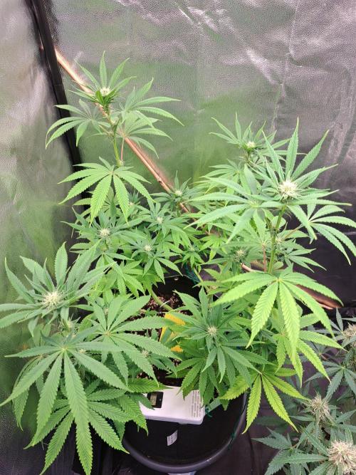 Blackberry Moonrocks. Week 11
