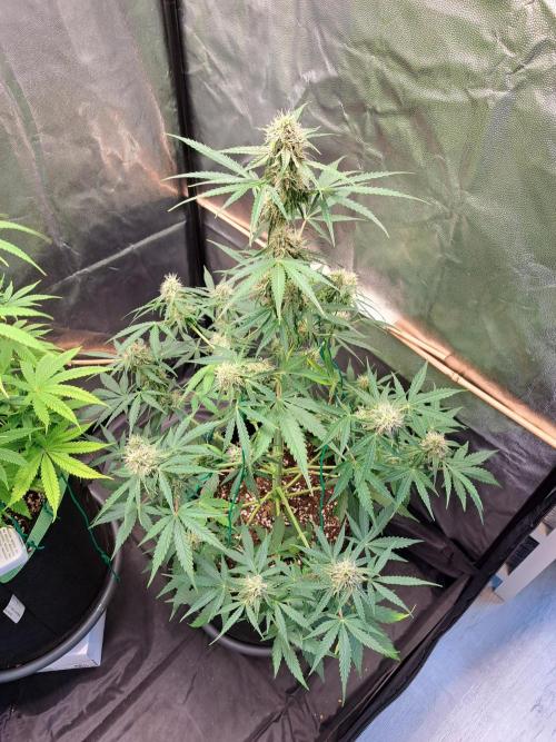 Milky way F1 auto - nebenher. Week 8