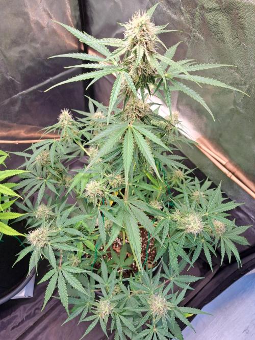 Milky way F1 auto - nebenher. Week 8